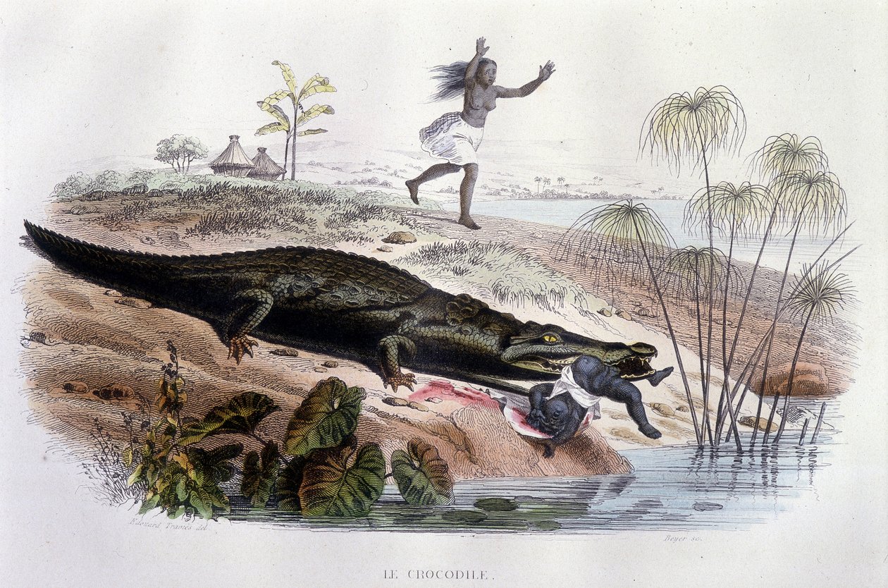 Krokodille fortærer et lille barn - i "Histoire Naturelle" af Lacépède, red. Veurne, Paris af Unknown artist