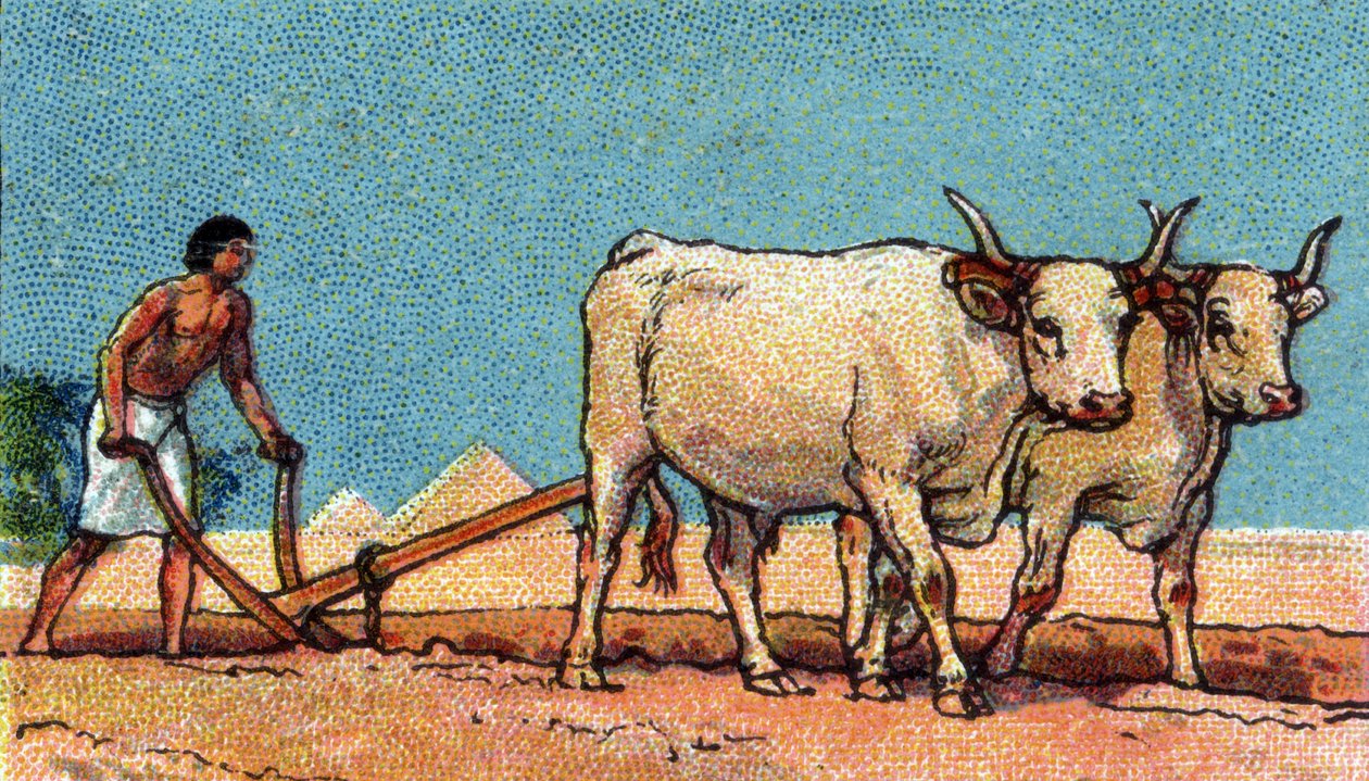 Dagligliv i det gamle Egypten: bonde under pløjning, begyndelsen af det 20. århundrede (chromo) af Unknown Artist