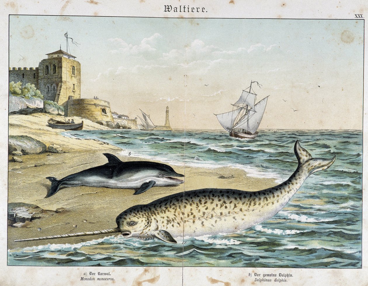 Dauphin og Narval (eller Narhwal), en hval - i "" Natural Stories of Pattedyr"", red. Schreiber af Unknown artist
