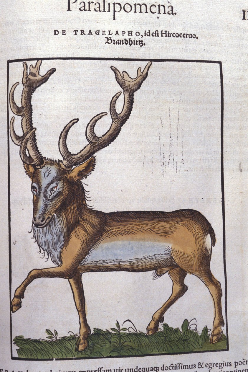 Hjort efter Historia animalium af Konrad Gesner, Tiguri af Unknown artist