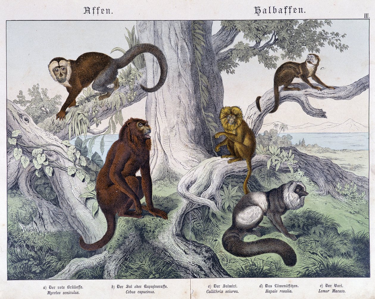 Forskellige racer af aber - i "" Natural history of pattedyr", red. Schreiber af Unknown artist