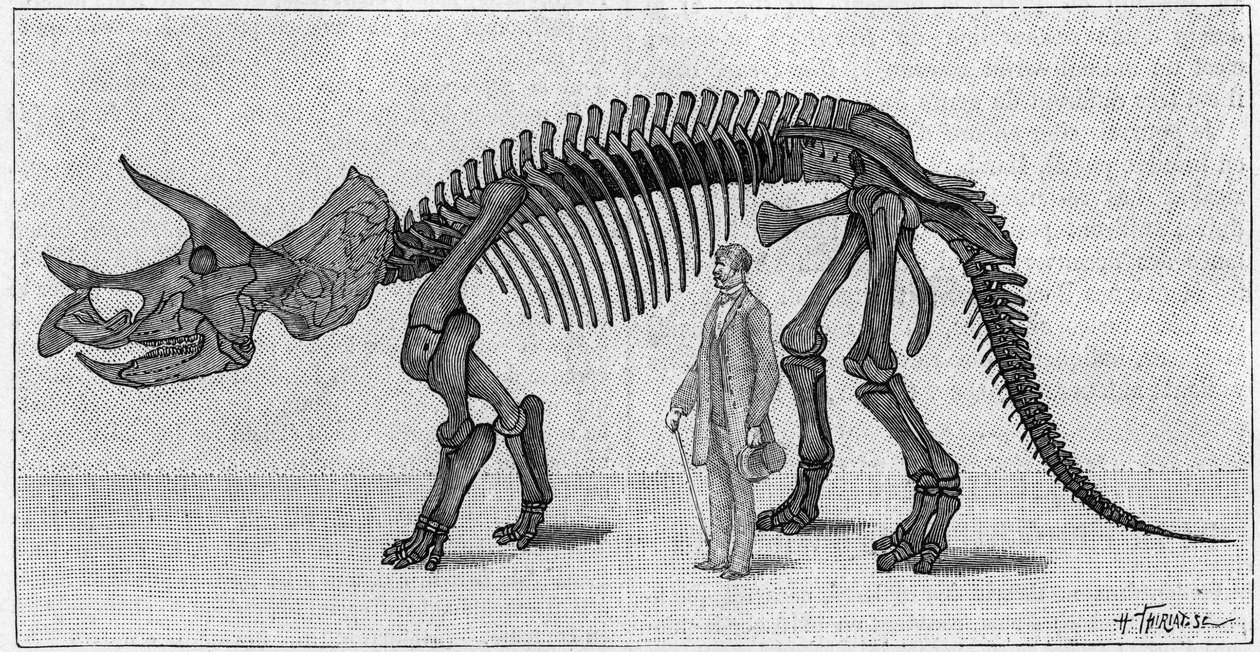 Dinosaurskelet: "" Triceratops prorsus "", marts. Øvre kridt af Rocky Mountains. Gengivelse af tegningen meddelt af Mr. March til Albert Gaudry fra Instituttet. Indgravering i "" La Nature: revue des sciences et de leurs applications aux ar af Unknown artist