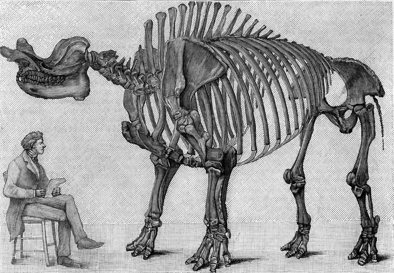 Dinosaurskelet: "" Brontops robustus "", marts. Rocky Mountains miocæn. Gengivelse af tegningen meddelt af Mr. March til Albert Gaudry fra Instituttet. Gravering i "" La Nature: revue des sciences et de leurs applications aux arts et a af Unknown artist