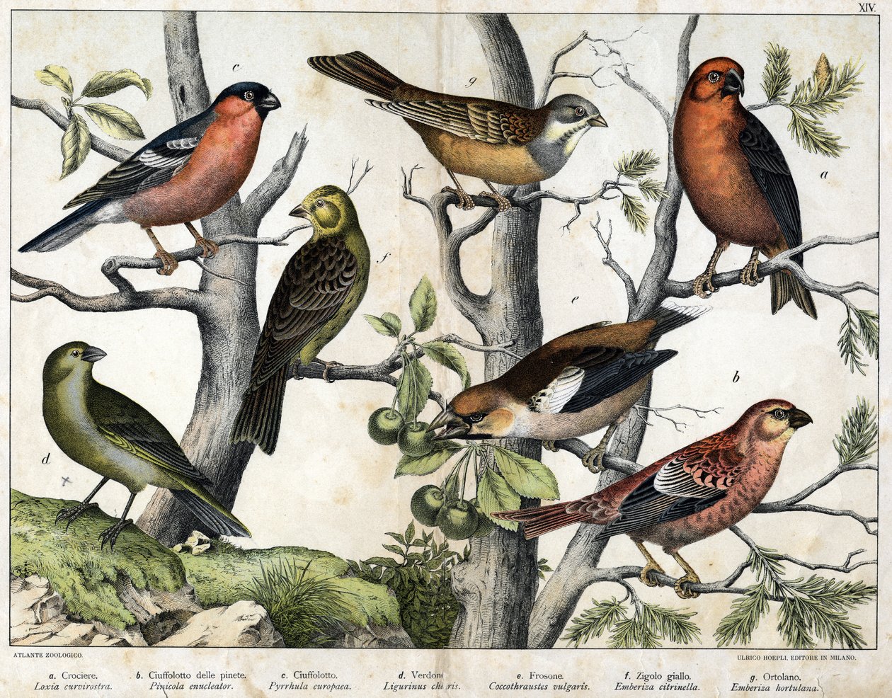 Diverse illustrationer af fugle "History" natural birds". red. Hoepli, Milano af Unknown Artist