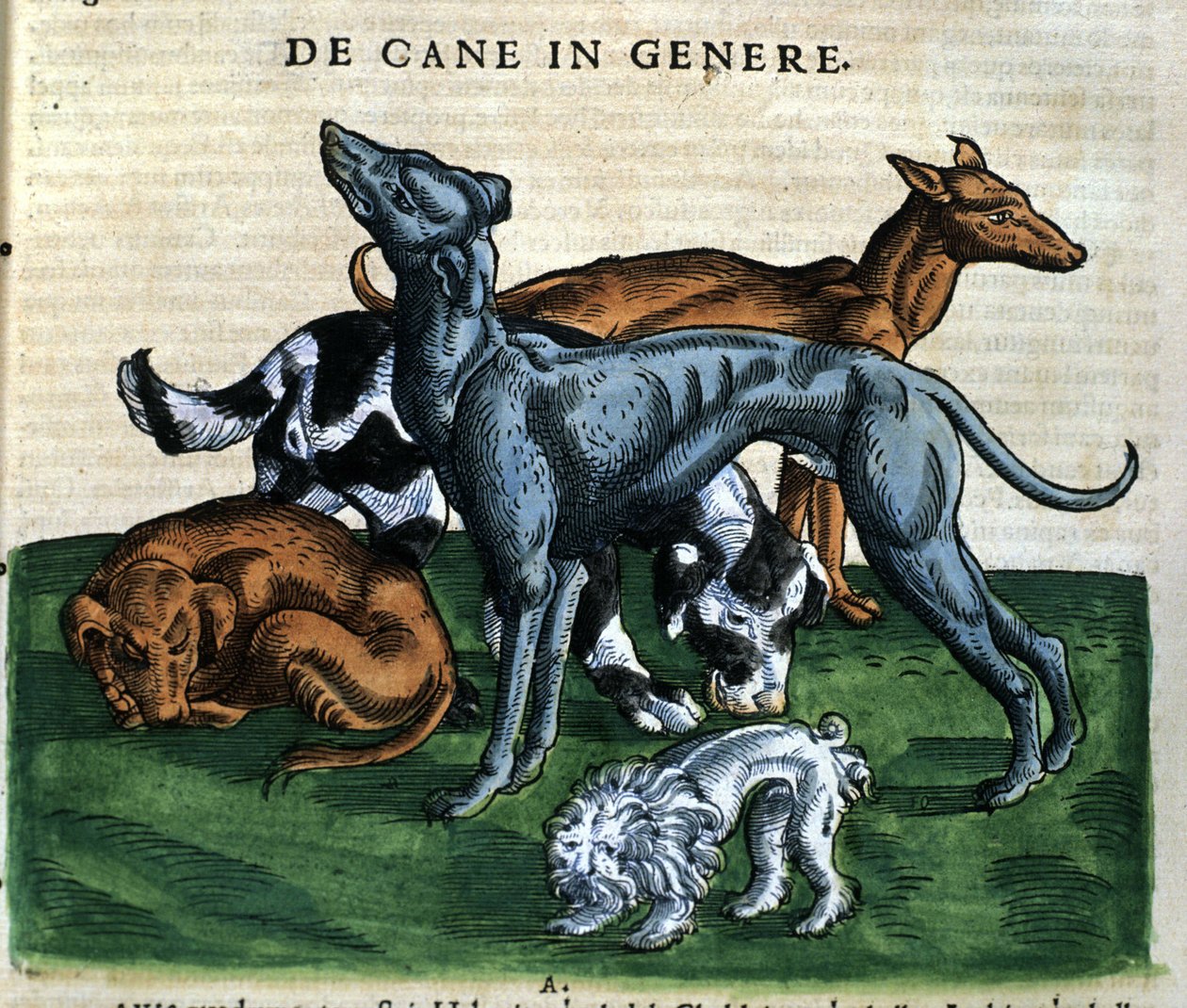 Hunde fra Historia Animalium af Conrad Gesner, Tiguri 1560. Biblioteca nazionale Braidense. Milano af Unknown artist