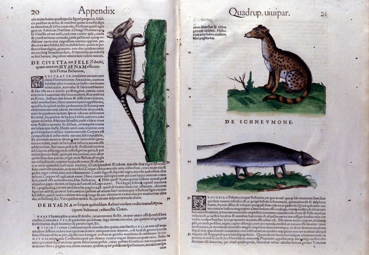 Dobbeltside af Historia Animalium af Conrad Gesner (1516 - 1565), Tiguri af Unknown artist