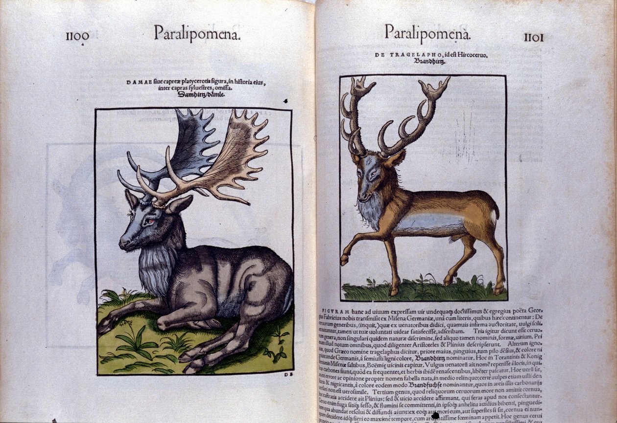 Dobbeltsidet hjorte i Historia Animalium af Conrad Gesner (1516 - 1565), Tiguri af Unknown artist