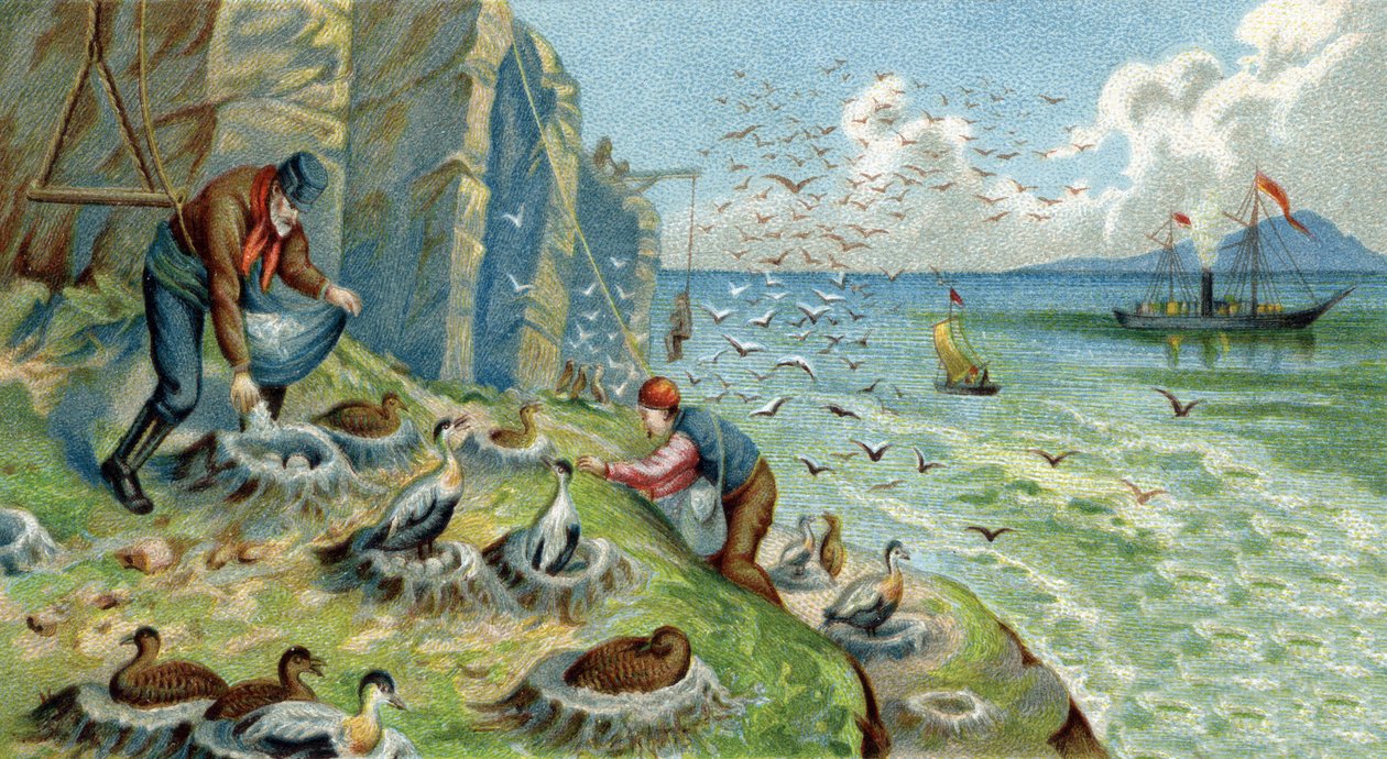 Dunproduktion i New Zemble, Rusland: Mænd, der er anklaget for at samle æg og fjer, skal klatre op på klipperne for at nå rederne. Kromolitografi af det 19. århundrede af Unknown artist