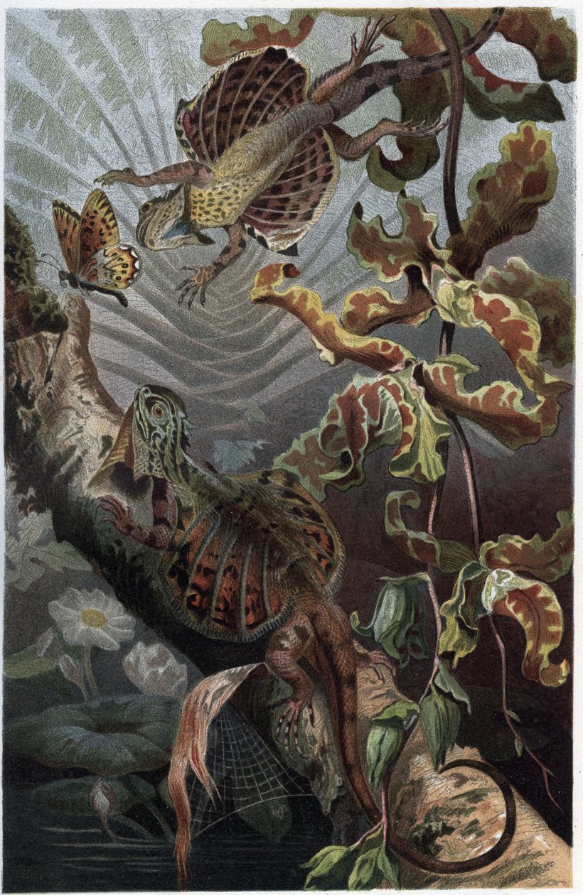 Draco volans, variation af trælevende lezard - Draco (slægt) (flyvende drager) - gravering fra "" Brehms Dyreliv"" af Alfred Edmund Brehm (1829-1884) af Unknown artist