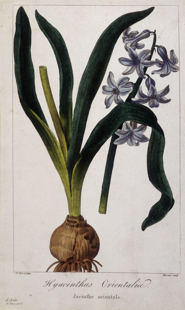 Østlig hyacint (Hyacinthus Orientalia) Botanisk bord af asiatiske planter fra det 19. århundrede. af Unknown artist