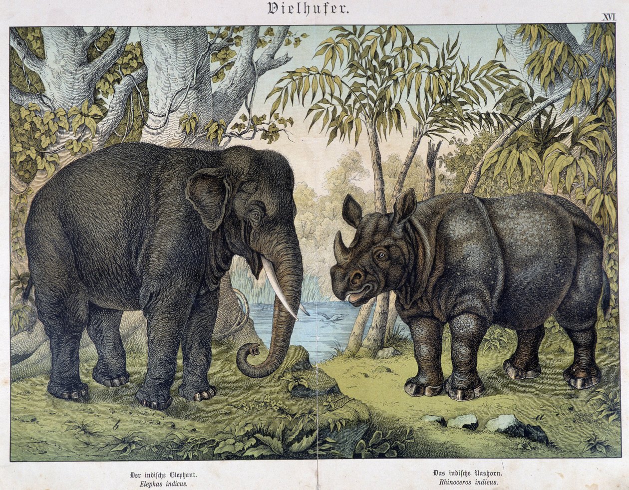 Elefant og næsehorn - i "" Naturhistorier om pattedyr", red. Schreiber, München af Unknown artist