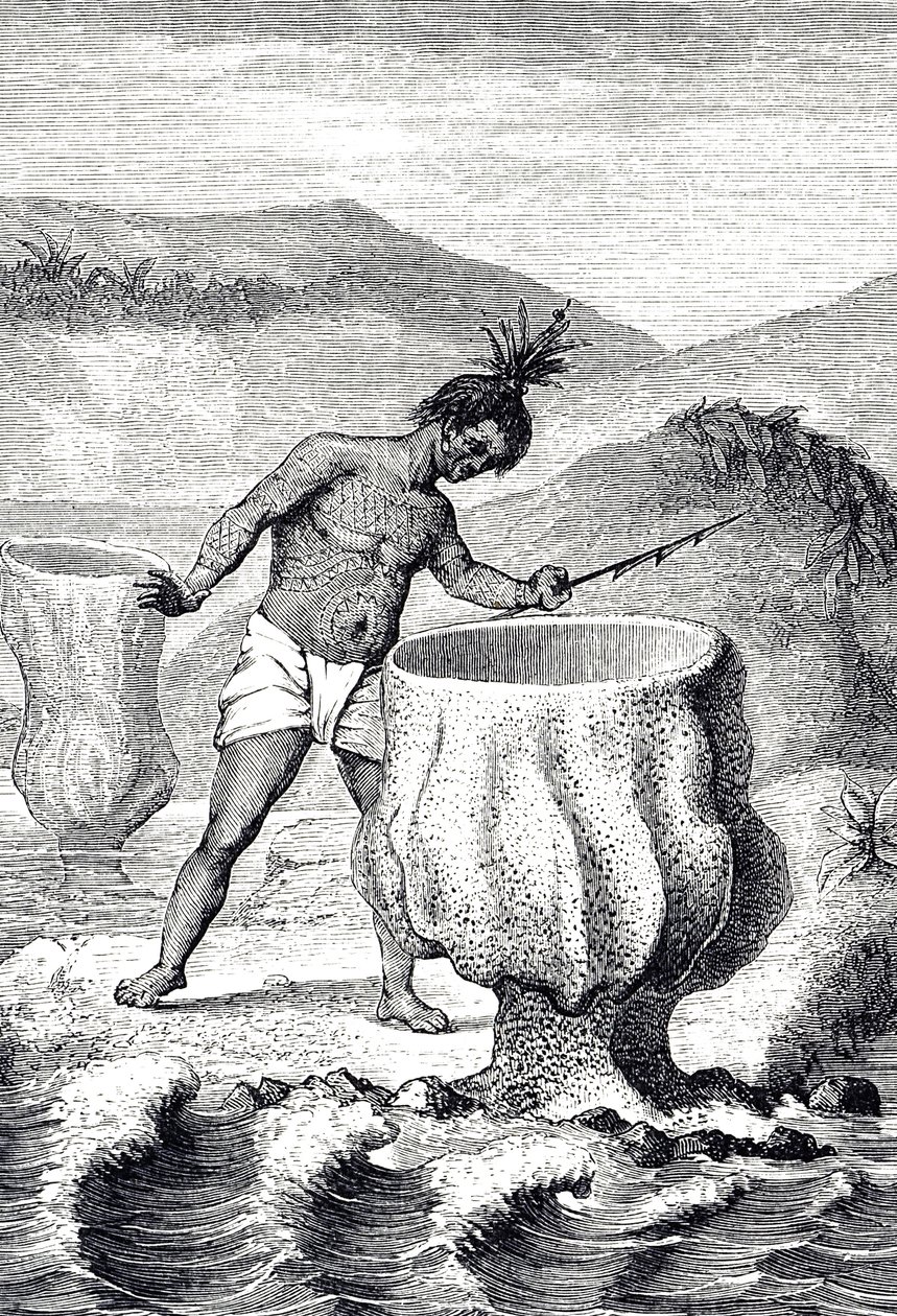 Gravering af en række forskellige svampe kaldet Neptuns Pokal (Thalassema Neptune) af Unknown artist