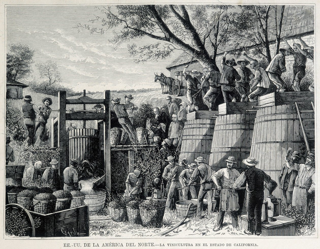 Gravering fra 1876, der repræsenterer vindyrkning i Californien i det 19. århundrede. af Unknown artist