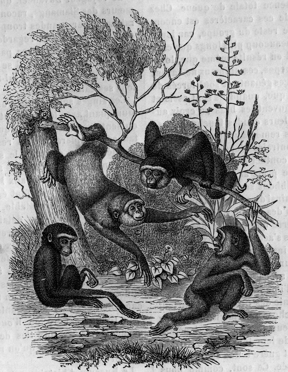 Gravering, der repræsenterer Gibbons Hoolock fra Indien. af Unknown artist