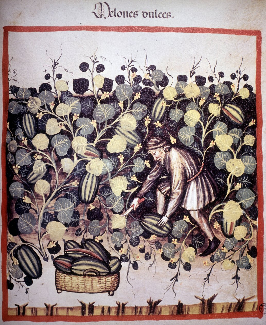 Gravering, der repræsenterer samlingen af meloner fra "Tacuinum Sanitatis". B.N., Wien. af Unknown artist