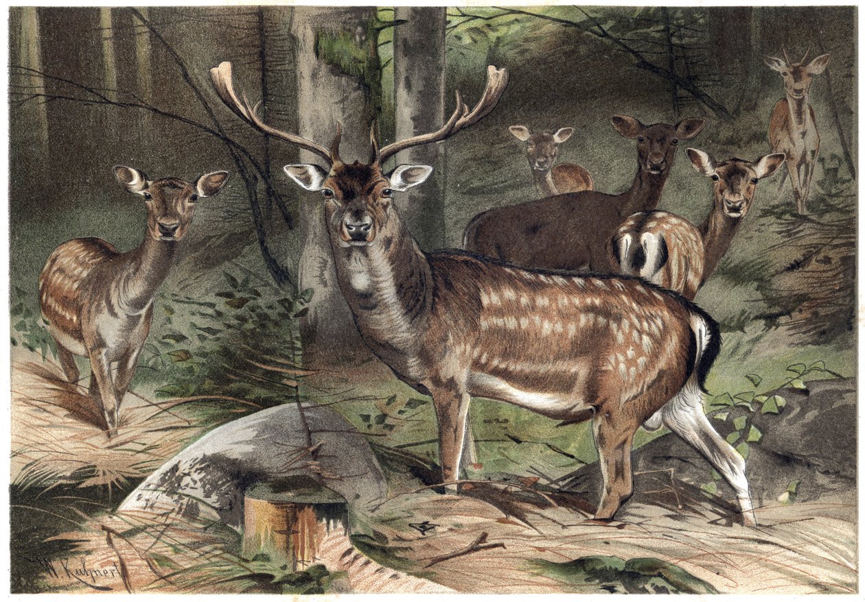 Europæisk ruskind - Dåhjorten (Dama dama) - gravering fra "" Brehms Dyreliv"" af Alfred Edmund Brehm (1829-1884) af Unknown artist