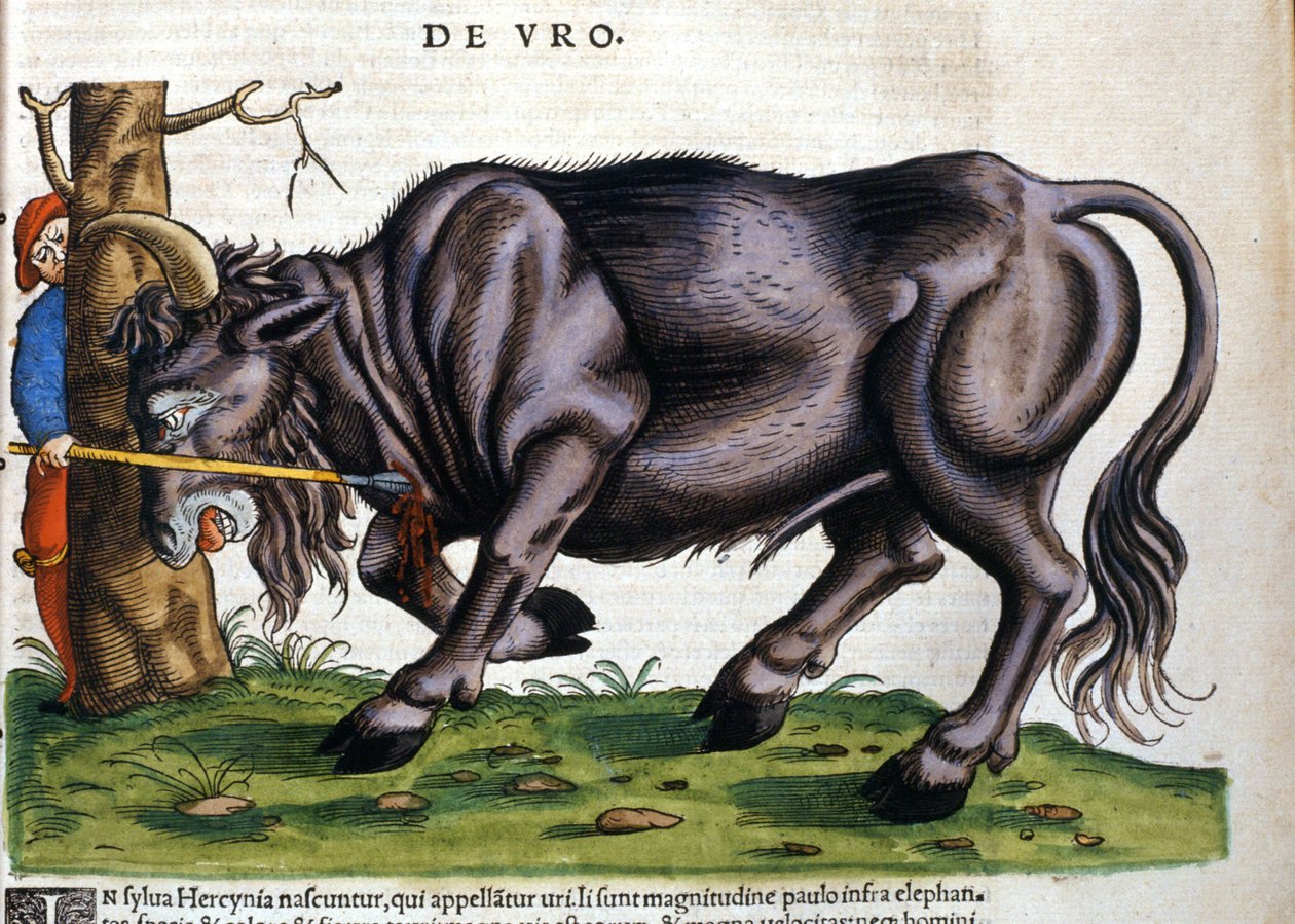 Europæisk bison (Bos primigenius primigenius), hvis race døde i det 17. århundrede i "Historia Animalium"" af Konrad Gesner af Unknown artist