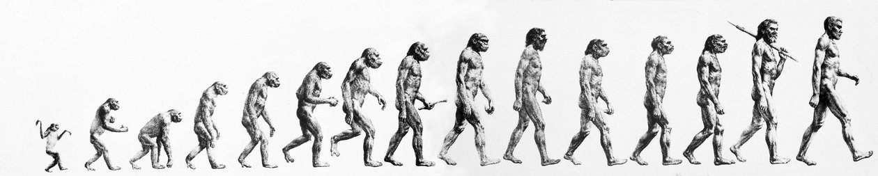 Evolution: Sammenligninger af morfologier fra aben til det nuværende menneske (forskellige hominider). Slutgravering af 1800-tallet. af Unknown artist