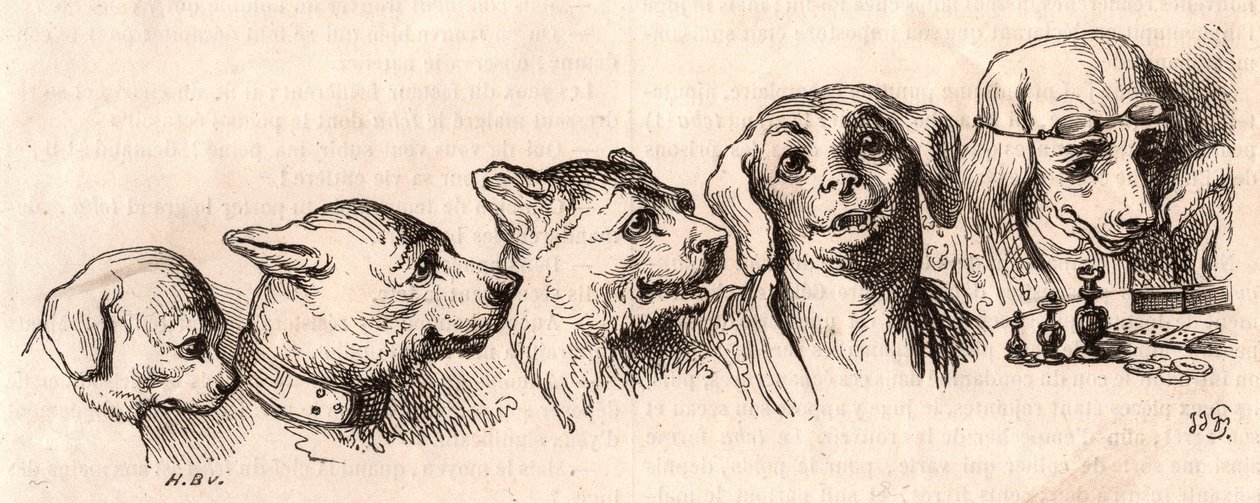 Evolution af en hund til en menneskelig form af Unknown
