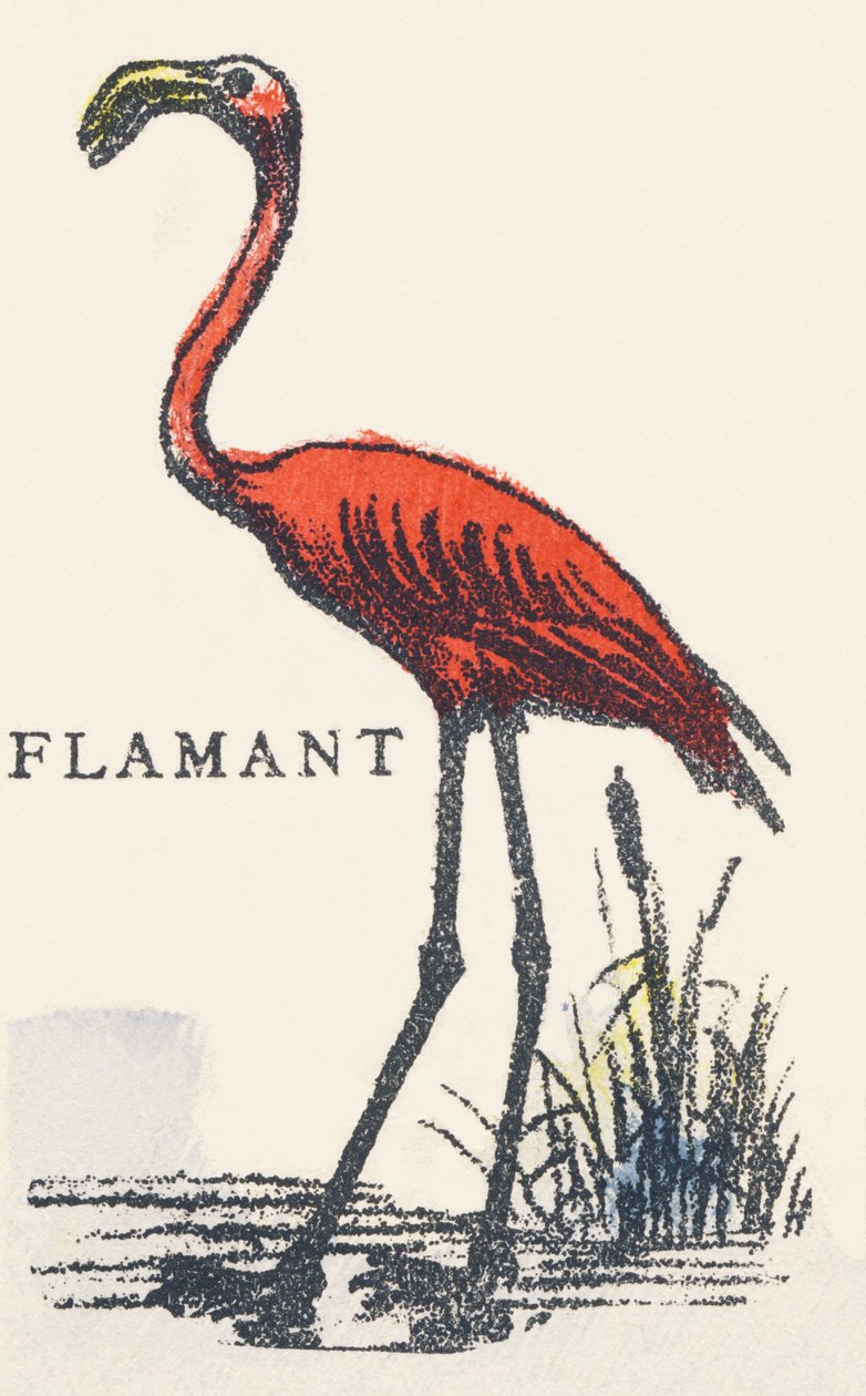F: flamingo af Unknown artist