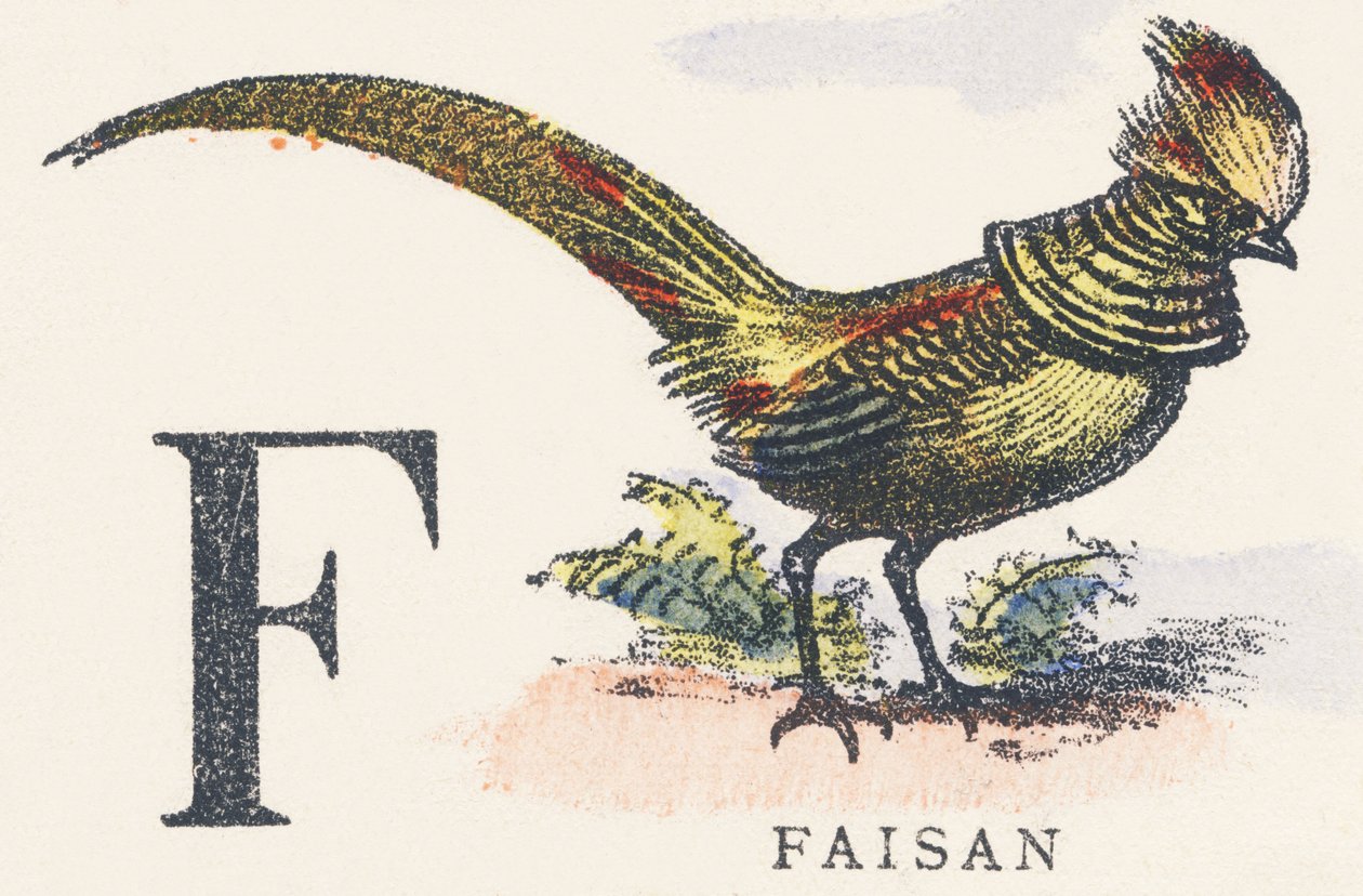F: fasan af Unknown artist