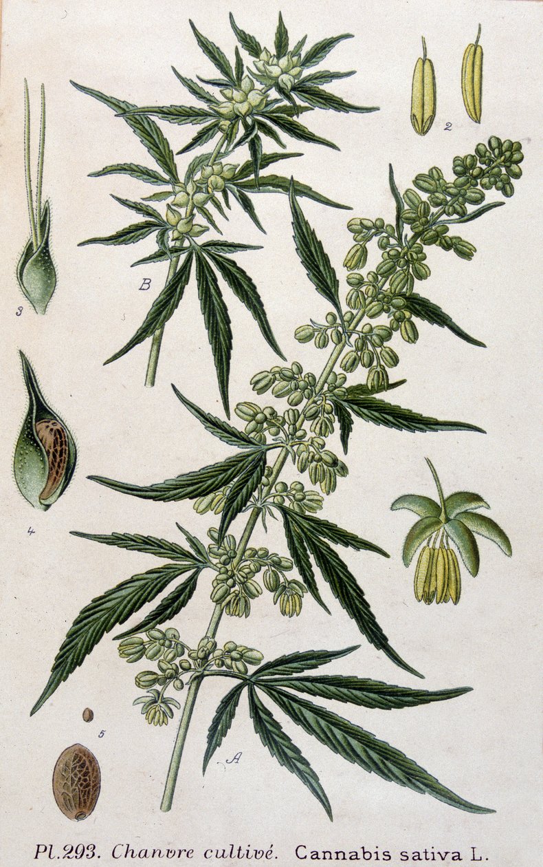 Kvinde cannabisplante. 1800-tals gravering af Unknown artist