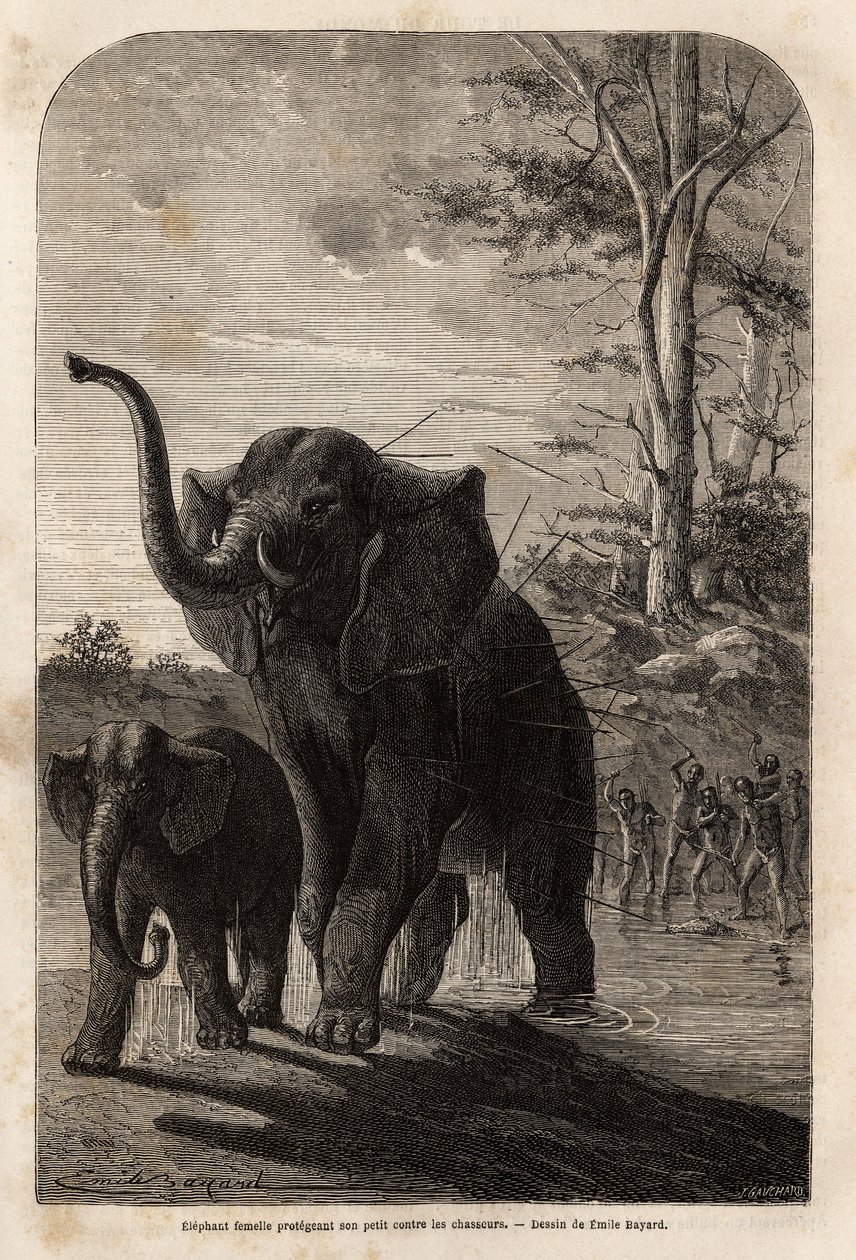 Kvindelig elefant, der beskytter sine unge mod Javeline-jægere fra Zambese. Indgravering til illustration af Dr. Livingstones første rejser til det sydlige Afrika fra 1840 til 1856, i "Le tour du monde, nouveau journal des voyages"" udgivet under ledelse a af Unknown artist