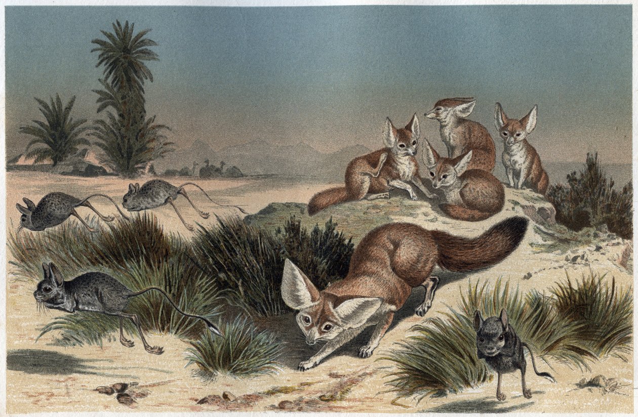 Fennec ou fox des sable du Sahara - Ørkenræv (Vulpes zerda) - gravering fra "" Brehm