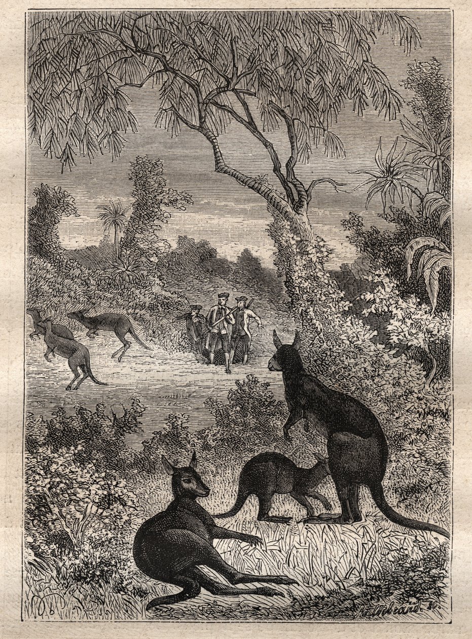Første rejse (1768-1771) af kaptajn James Cook (1728-1779): sømændene opdager kænguruerne (Australien) - illustration taget fra "The Great Mariners of the 18th century" af Unknown artist