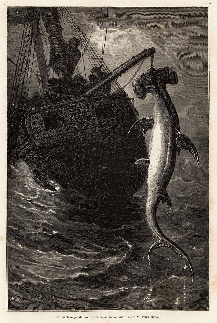 Fisker i en hammerskval, 7 meter lang, i farvandet nær Anastasia Island. Gravering for at illustrere historien fire måneder i Florida, af Achille Pousselgue i 1851-1852, udgivet i "" Le tour du monde"" 1870-1871, redigeret af Edouard Charton, Hachette edit af Unknown artist