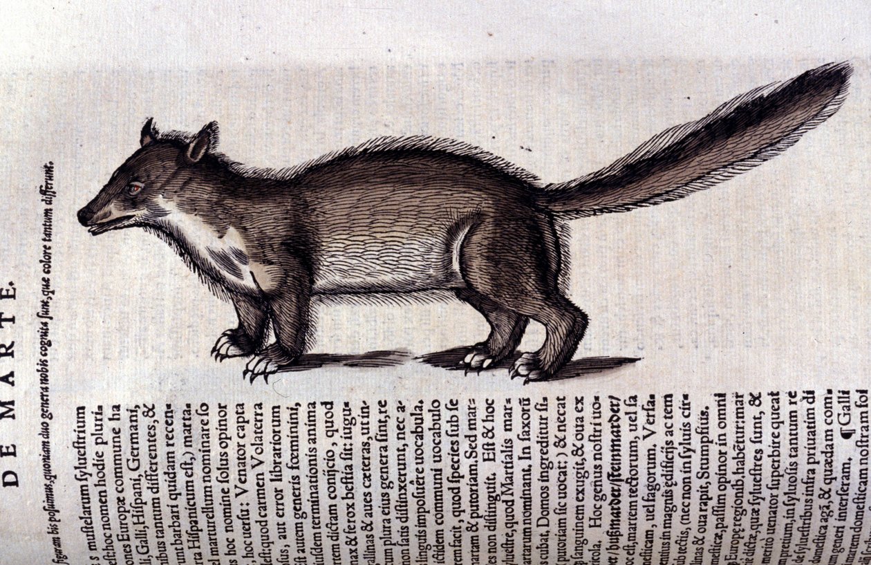 Pelsdyr - i dyrenes historie af Conrad Gesner (1516 - 1565), Tiguri af Unknown artist