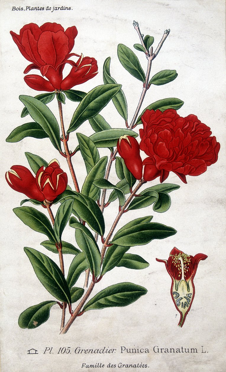 Haveplanter: granatæbleblomster (familie Granatées). af Unknown artist