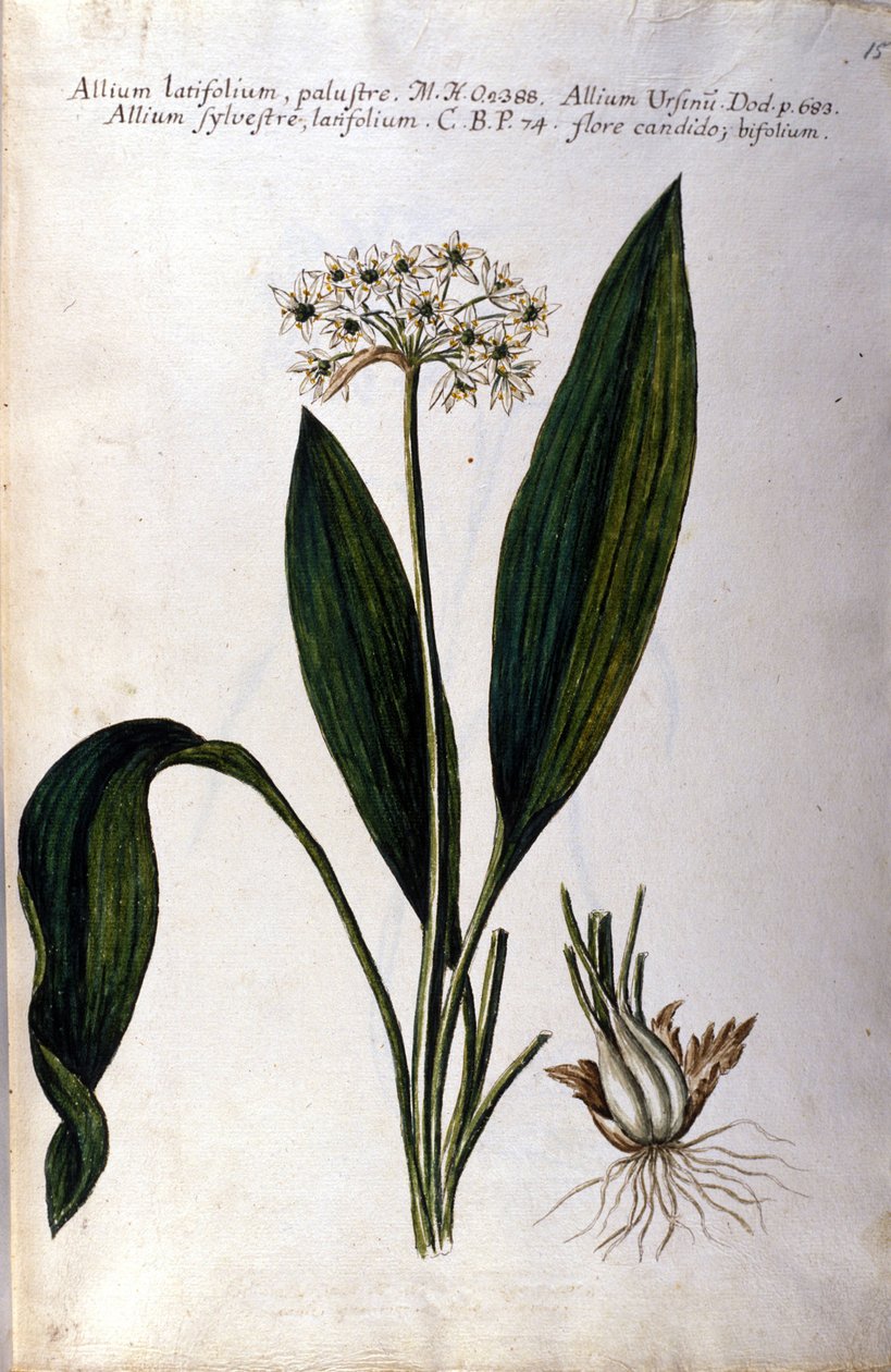 Hvidløg. 1800-tallets herbarium. af Unknown artist