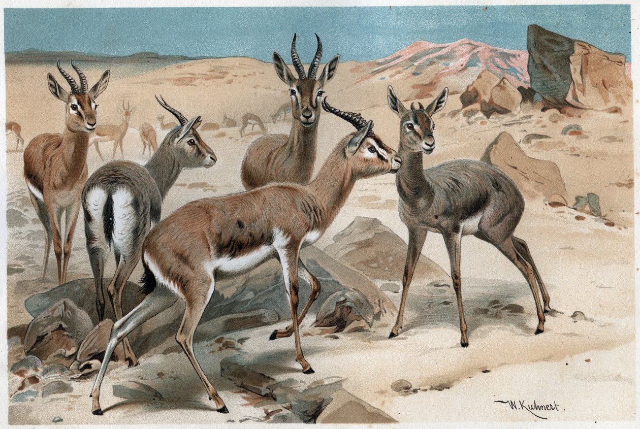 Gazelle - gravering fra "" Brehms Dyreliv"" af Alfred Edmund Brehm (1829-1884) af Unknown artist