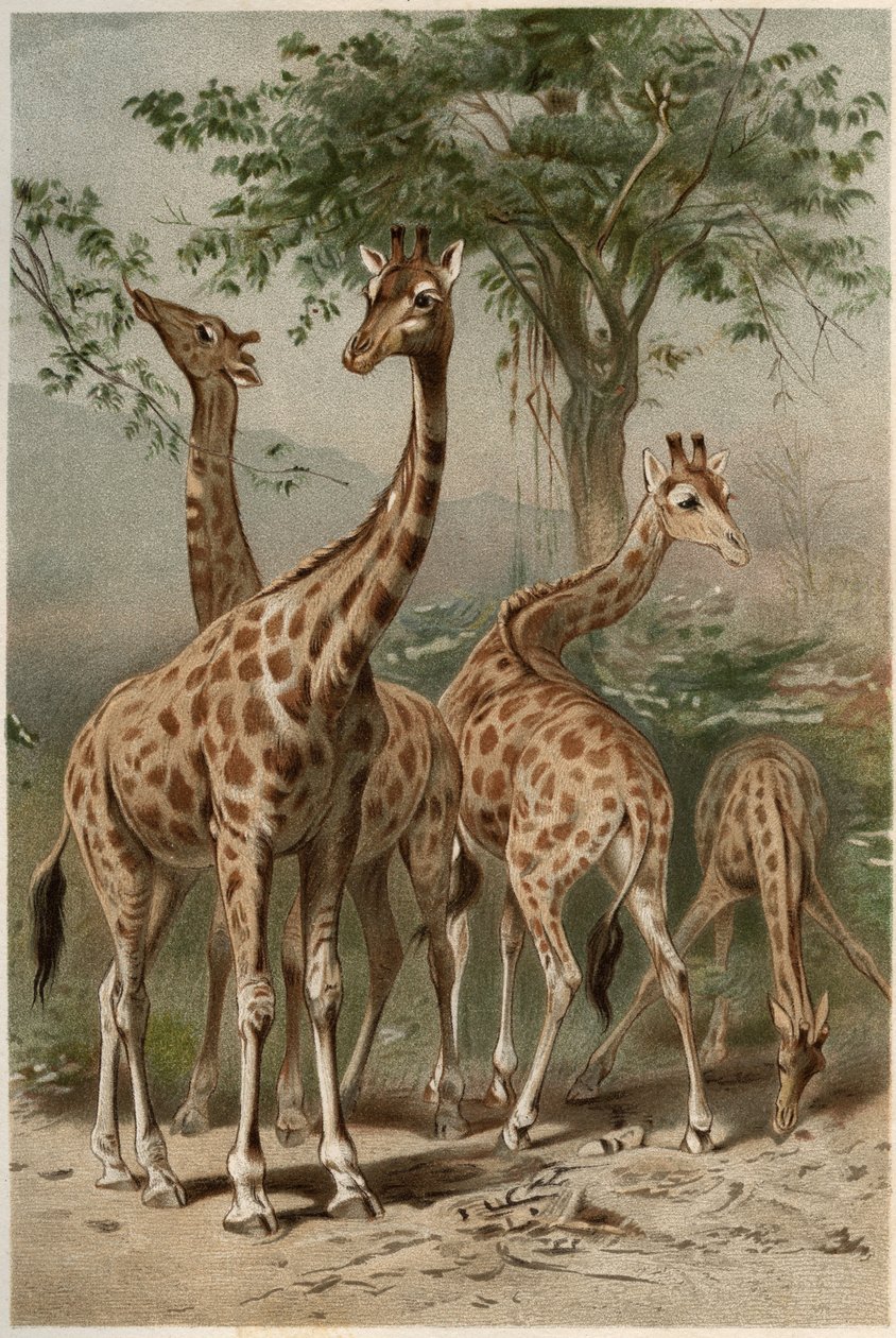 Giraff - Giraffen (Giraffa camelopardalis) - gravering fra "" Brehms Dyreliv"" af Alfred Edmund Brehm (1829-1884) af Unknown artist