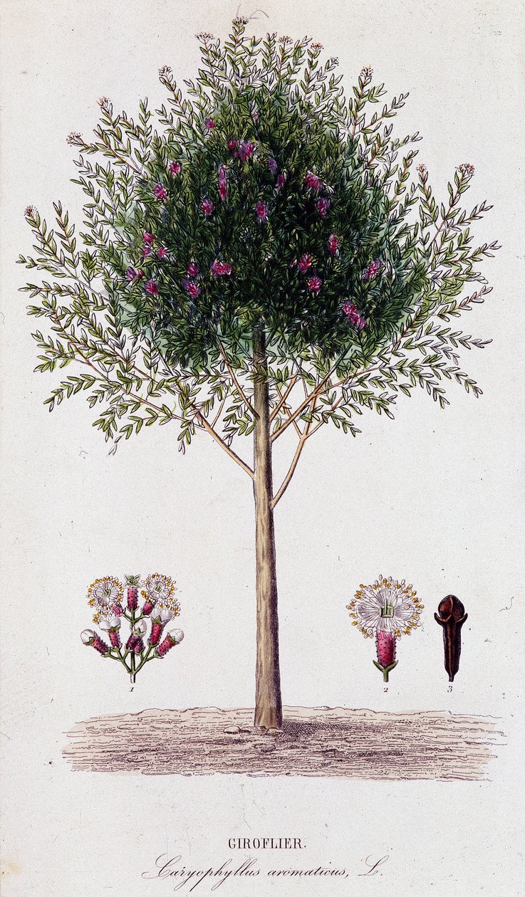 Girofus (Caryophyllus aromaticus) af Unknown artist