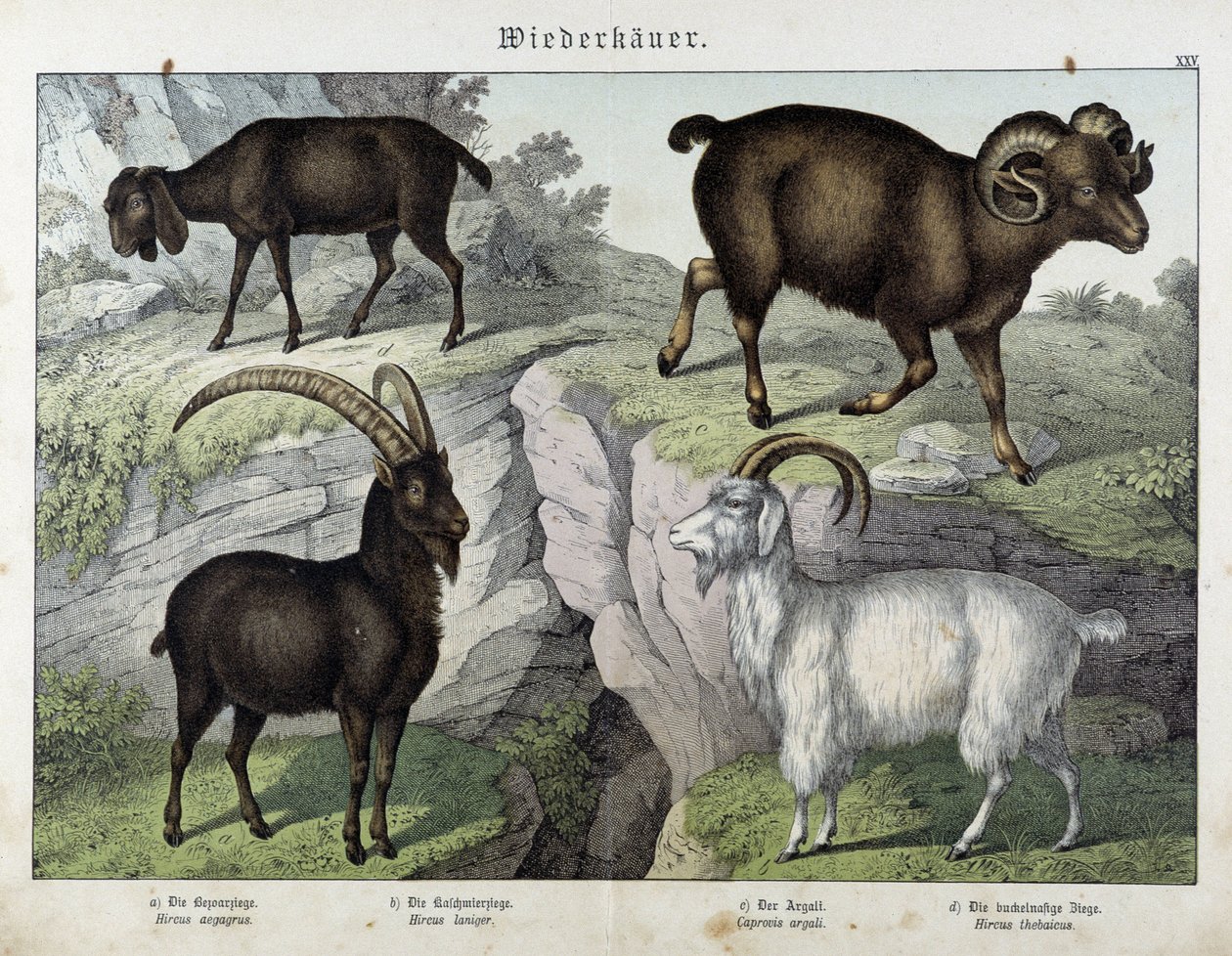 Ged - i "Natural History of Pattedyr", red. Schreiber af Unknown artist