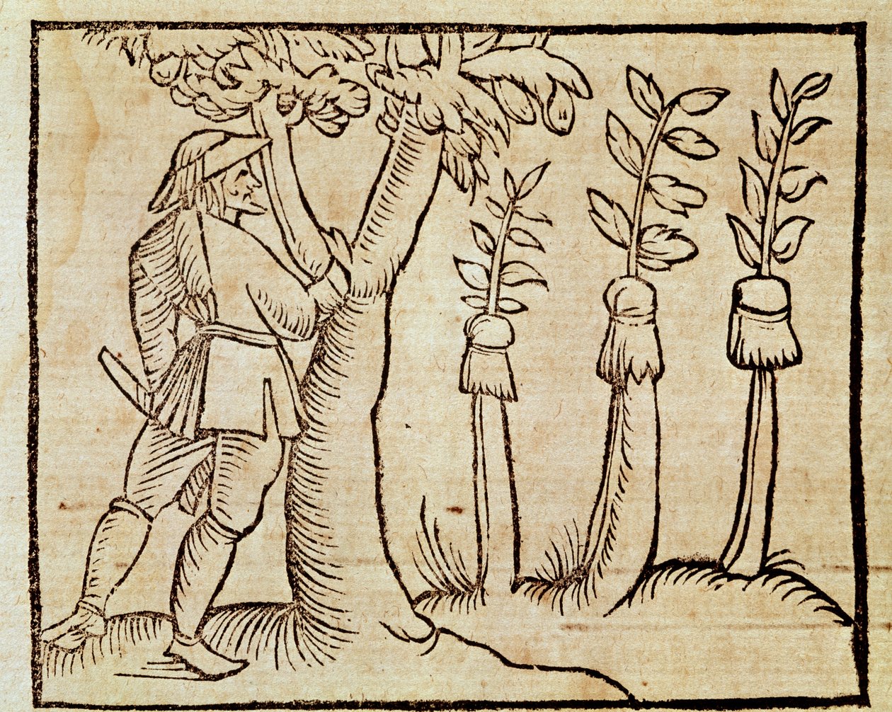 Podning af træer, illustration fra De Agricoltura Vulgare, af Pier Crescenzio (1233-1320), udgivet i Venedig af Unknown artist
