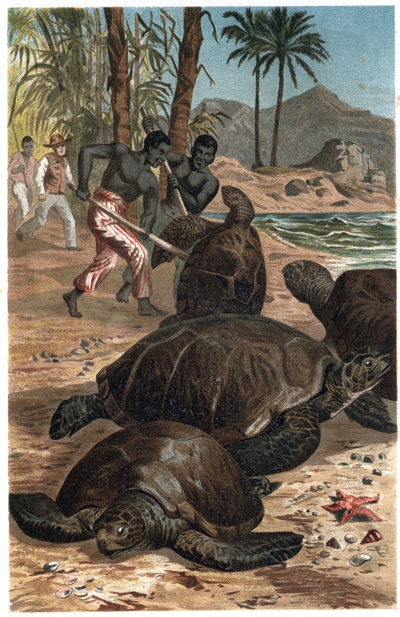Grøn skildpadde eller Atlanterhavsskildpadde - Den grønne havskildpadde (Chelonia mydas) - gravering fra "" Brehms Dyreliv"" af Alfred Edmund Brehm (1829-1884) af Unknown artist