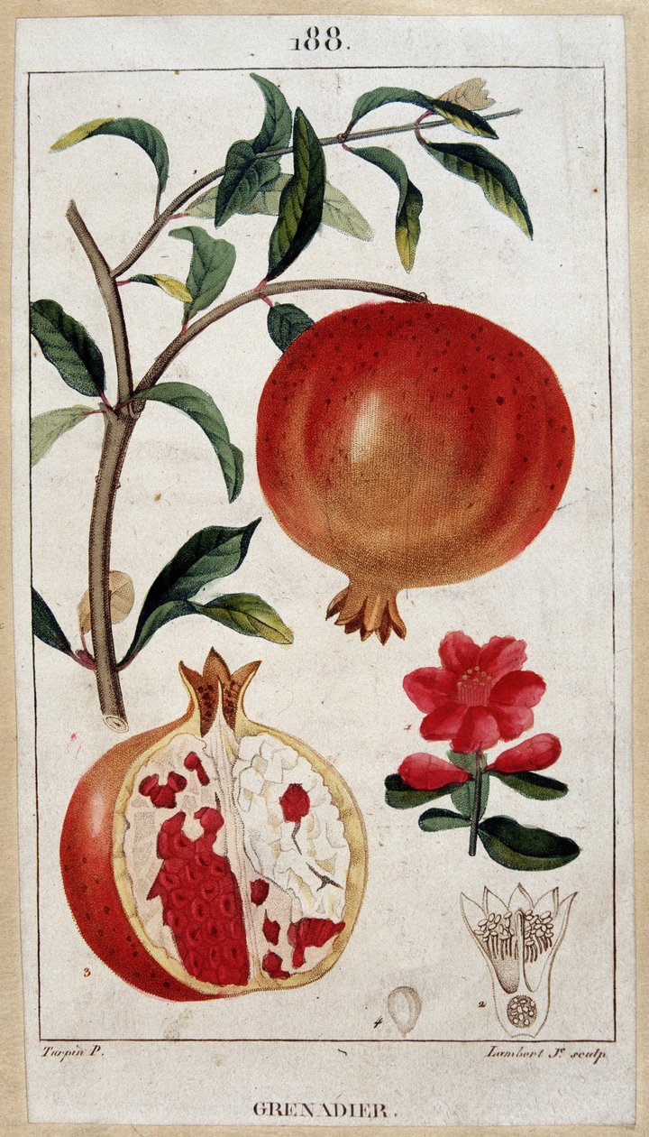 Grenadier - botanisk tavle 1800-tallet af Unknown artist