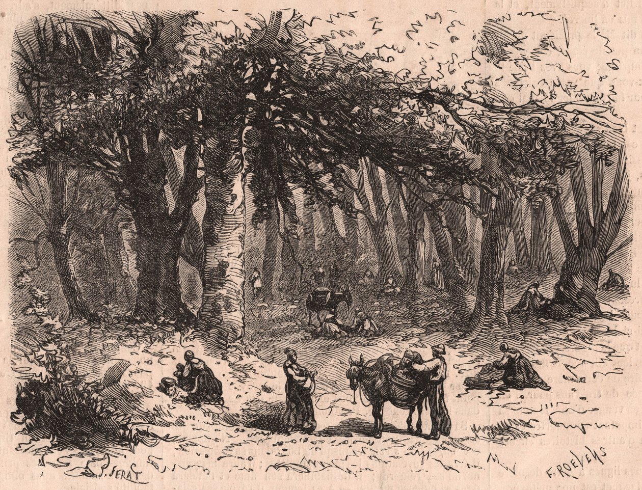 Gruppe mennesker plukker svampe i skoven i Fontainebleau af Unknown
