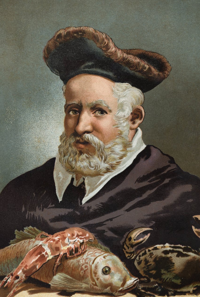 Guillaume Rondelet naturforsker og fransk medicin. 1507-1566.efter Videnskaben og dens mænd af Louis Figuier. Barcelona 1881 af Unknown artist