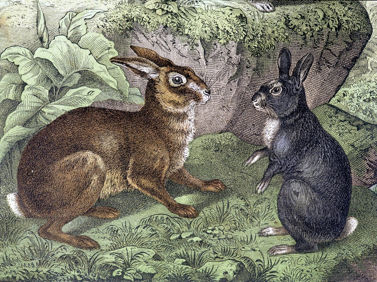 Hare and Rabbit - i "Natural History of Pattedyr", red. Schreiber af Unknown artist
