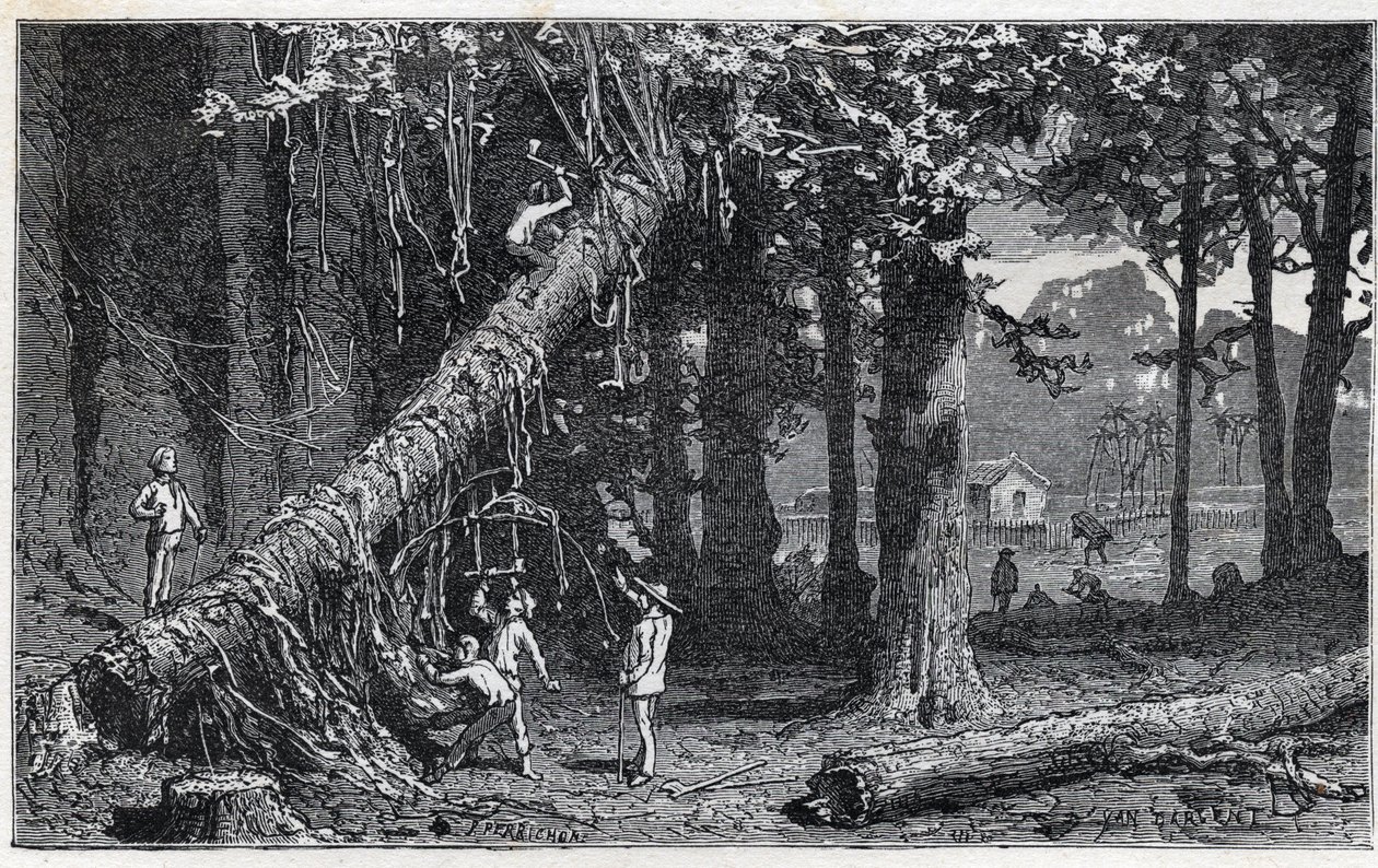 Høst af cinchonabark - Quinquina (Cinchona officinalis) af Unknown artist