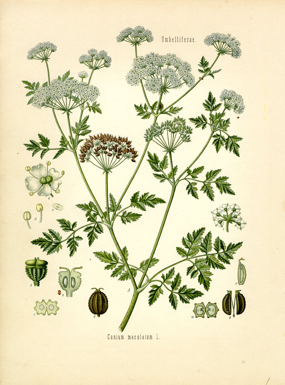 Hemlock (farve litho) af Unknown artist