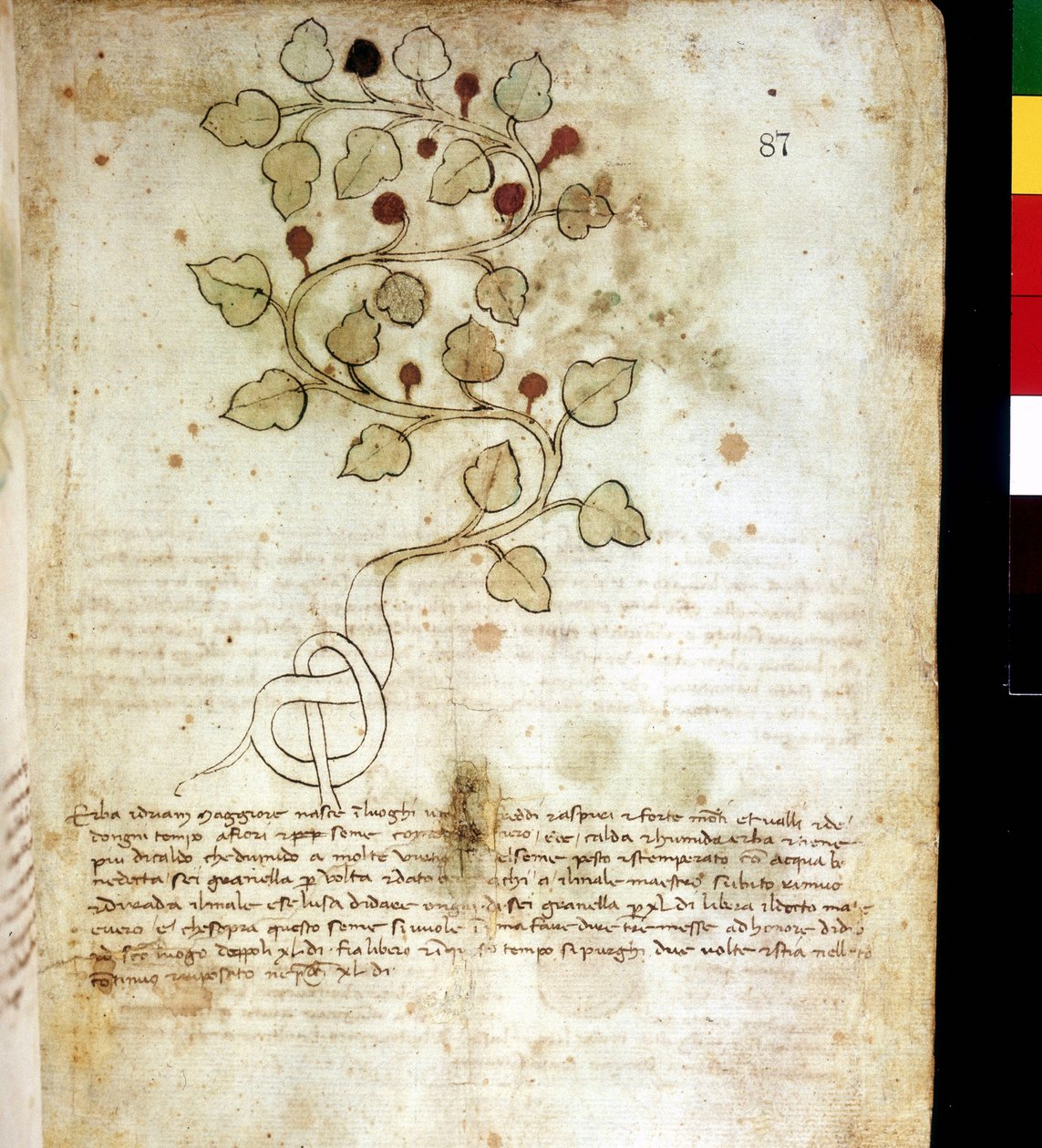 Urt "" Idriam Maggiore "" "eller græs" "i form af en simpel knude" "". Botanisk bestyrelse, Rimini kommunale bibliotek af Unknown artist