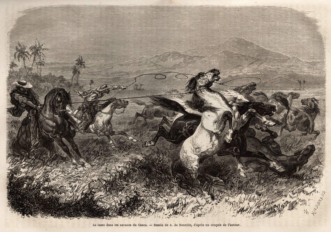 Flokke af muldyr og heste strejfer i frihed på sletterne i Cauca (Colombia), opdrættere grupperer sig for at fange udyr med lasso (eller zoga, langt læderreb). Gravering til illustration af rejsen til New Granada, af Dr. Saffray, i 1869, udgivet i "" Le to af Unknown artist