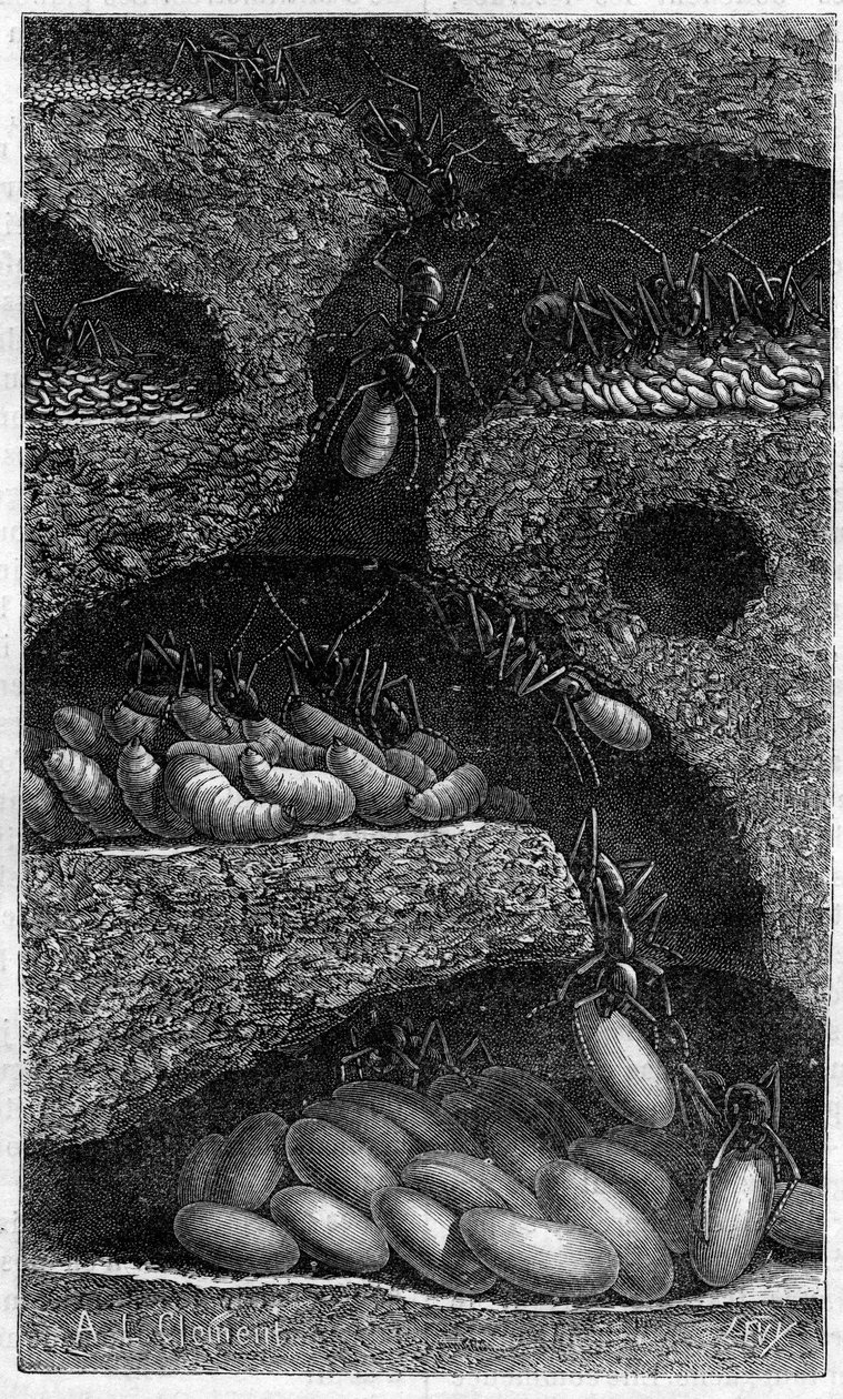 Huser æg og larver i en myre. Indgravering i "" le journal de la Jeunesse "" fra 1888. af Unknown artist