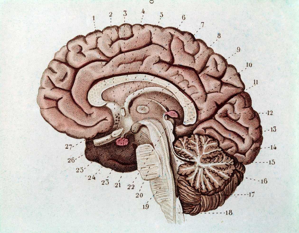 Menneskelig hjernesektion med cerebrale hemisfærer og cerebellum (gravering af Unknown artist