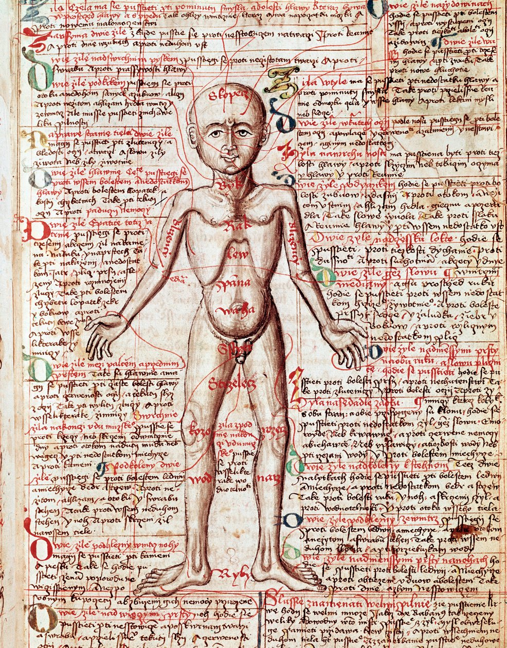 Gravering af menneskekroppen fra "Tractatus de pestilentia"" 1400-tallet - Prag, Nationalbiblioteket af Unknown artist